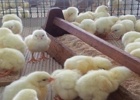 Pollos parrilleros: evalúan probióticos como alternativa a los antibióticos