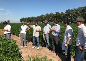 En 2019 la cantidad de nuevos cultivares de soja registrados fue la segunda más baja de la última década