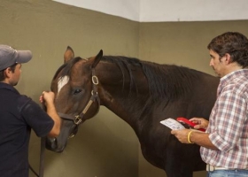 Senasa toma medidas tras cuatro casos de anemia infecciosa equina en Santa Fe