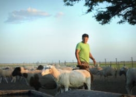 Carne ovina: el modelo que nace en el campo y quiere conquistar al consumidor.