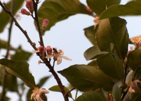 La miel monofloral de limón toma protagonismo en el mercado