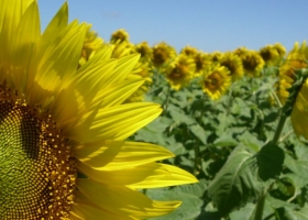 Capitanich estimó 600.000 toneladas de producción de girasol para esta temporada en Chaco