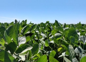 Se reduce el área implantada de soja debido a la falta de lluvias en algunas zonas