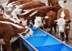 Mendoza duplicó la producción de carne bovina en 15 años
