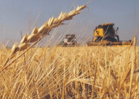 Cuáles fueron los principales mercados para el trigo argentino