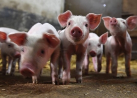 Efecto peste porcina africana: cómo esta situación puede beneficiar a la Argentina