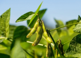 La siembra de soja cae al nivel del ciclo 2017/2018