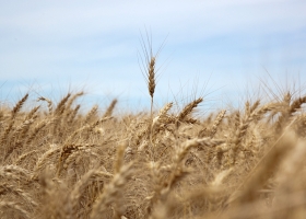 Retenciones, sin segmentación: ¿qué empezó a cambiar en la cabeza del productor de norte del país?