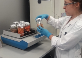 El laboratorio del Senasa analiza las semillas de maíz argentinas que se exportan al mundo