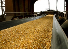 Las recientes lluvias afirman una supercampaña de 49 millones de toneladas para el maíz 209/20