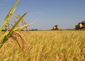 Arroz: Medir la huella ambiental para aumentar la eficiencia productiva