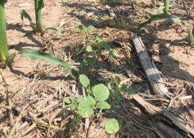 Luz de alerta: un tercio de los lotes en el norte de Córdoba tiene un grave problema de malezas