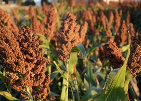 Proyectan una nueva caída en el área sembrada con lino y sorgo en Entre Ríos