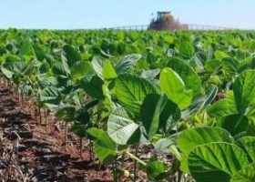 Soja: a poco de finalizar la siembra es muy buena la condición de los cultivos