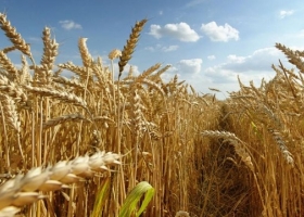 La producción de trigo llegaria a las 7 millones de toneladas