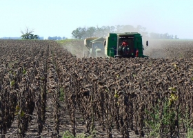 Avanza la cosecha de girasol en el norte y mejoran los rindes