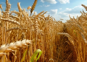 El trigo aportó más de US$ 3 mil millones a la economía