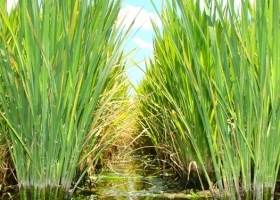 Entre Ríos desarrolla un sistema de alarma para el quemado del arroz