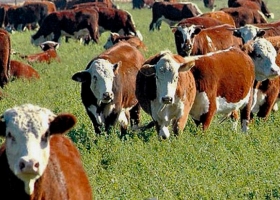 Novillo Mercosur: la Argentina mostró el único aumento de precios