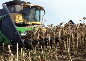 La Región NEA se aproxima al cierre de campaña de girasol 2019/20 con rinde récord de 21,6 qq/ha