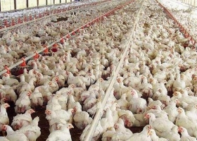 La producción avícola creció 9 por ciento en 2019