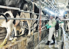 6 de cada 10 tambos podrían crecer en los próximos cinco años