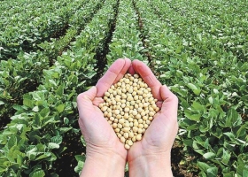 La Alianza Internacional de Productores de la Soja (ISGA) se reunió en Brasilia para tratar temas relevantes y comunes a los países productores.