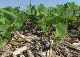 Claroscuros en la soja: sube la proyección de cosecha, pero baja fuerte el precio