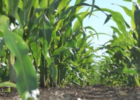 Cuánto se necesita para cubrir costos del maíz de segunda