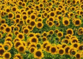 En Santa Fe el girasol consolidó su rendimiento con un promedio de 23 qq/ha