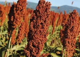 El avance nacional de siembra de sorgo se ubica en el 96% de las 750 mil hectáreas estimadas para la camapaña 2029/20