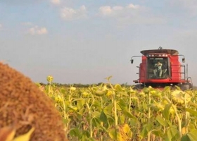 El 32,1% del girasol se encuentra cosechado, con rindes promedios zonales superiores a los rindes históricos