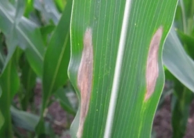 Entre Ríos: alertan sobre el avance de tizón foliar en maíces tardíos