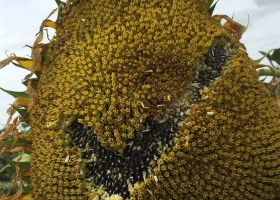 Negocio saludable: el precio ofertado por el girasol alto oleico alcanza un máximo de 360 u$s/tonelada
