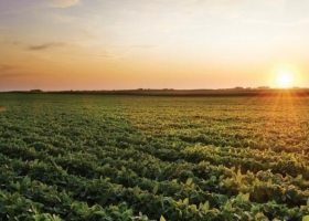 En la zona núcleo hay 750 mil hectáreas de soja en riesgo por la falta de agua