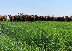 Recomiendan incorporar avenas para aumentar la producción de carne