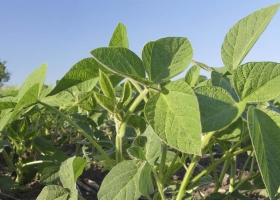 Argentina federal: el negocio de la soja 2019/20 se tornó inviable en la mayor parte de las regiones agrícolas