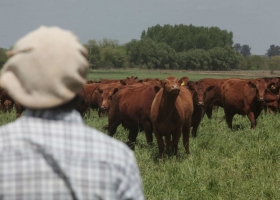 Coronavirus y rutina ganadera: pautas para un adecuado manejo