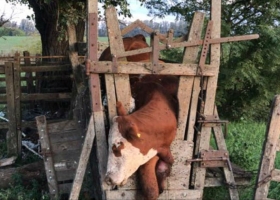 En plena cuarentena, entraron a un campo para robar y 13 animales terminaron aplastados