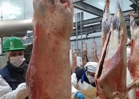En plena cuarentena, Argentina exportará carne ovina a China