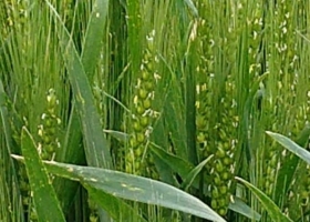 ¿Sembramos trigo? Desde la Bolsa de Córdoba dicen que los planetas están alineados para hacerlo