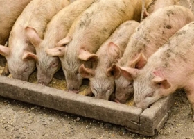 Alerta sanitaria: veterinarios y agrónomos piden que el coronavirus no tape a la Peste Porcina Africana