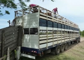Permiten la desinfección de vehículos para el transporte de animales vivos en lavaderos no habilitados