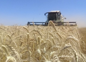 En el primer trimestre de 2020 la exportación de trigo creció casi un 40%