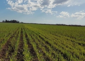 ¿Son suficientes las lluvias de abril y marzo para sembrar trigo en Argentina?