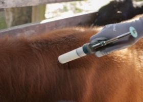 Extienden la excepción de la vacunación contra la fiebre aftosa para el movimiento de animales