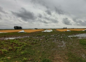 Santa Fe: entraron a un campo para romper 6 silobolsas con 1300 toneladas de maíz