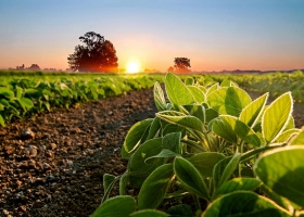 Exportadores y productores. Una disputa con el trasfondo de US$9600 millones en soja