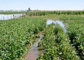 Lluvias: evento clave para trigo pero también amenaza para la cosecha de soja