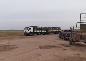 El encerramiento pandémico provocó una caída del consumo de carne de cerdo que complica la viabilidad de las granjas porcinas argentinas